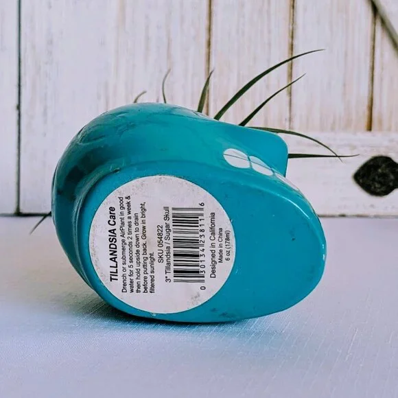 NWT Glazed Teal Ceramic Sugar Skull Air Plant Holder with Air Plant 💀 - Picture 6 of 6